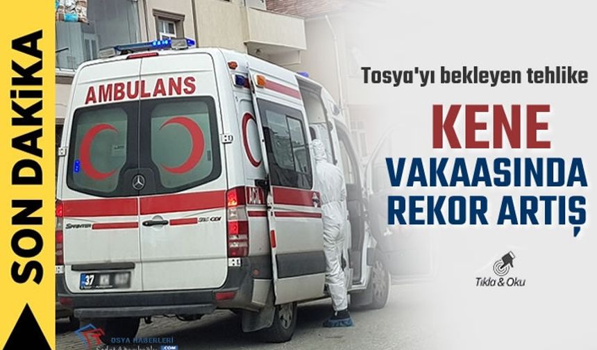 Tosya'da Rekor Kene Vakası